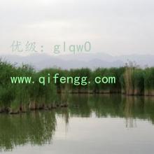 λ