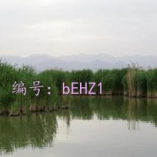 λ