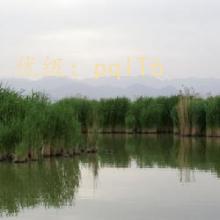 λ