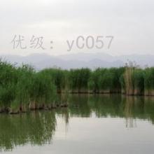 λ