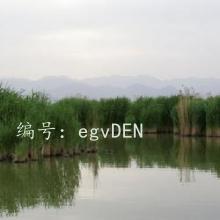 λ