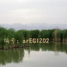 λ