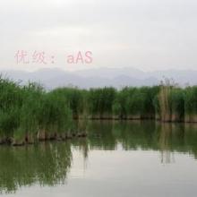 ζ