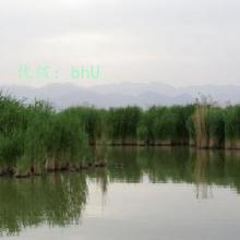 λ