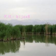 ζ